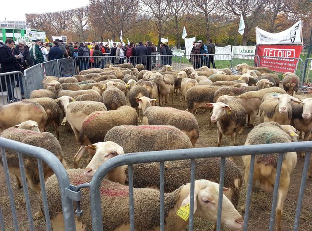 Moutons sous la Tour Eiffel. les bergers d'Auvergne et de Champagne-Ardennes protestent contre le loup