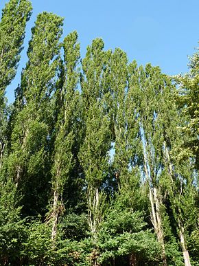 Populus