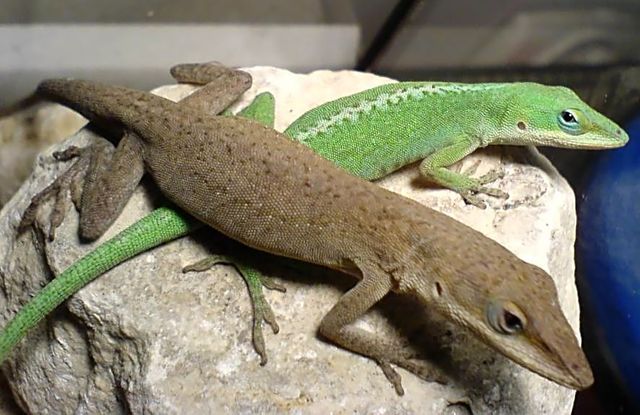 Anolis Carolinensis
