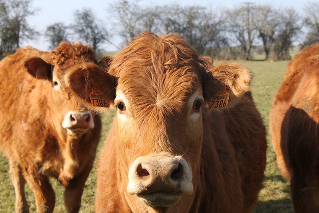 vaches limousines