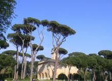 Pins de Rome
