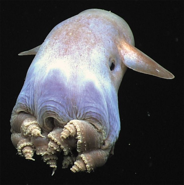 poulpe éléphant