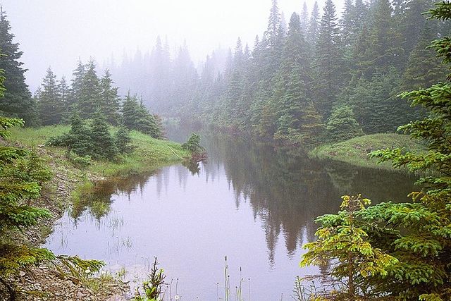 Un étang de castor. Ile d'Anticosti - Québec - Canada
