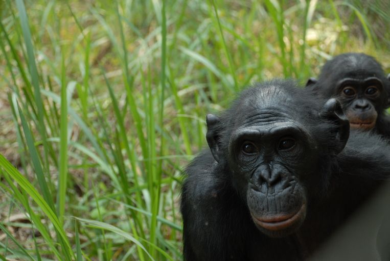 Bonobos