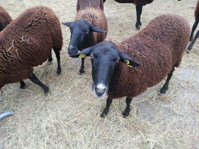 Brebis ou mouton ?