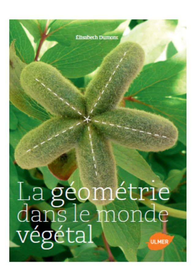 La géométrie dans le monde végétal