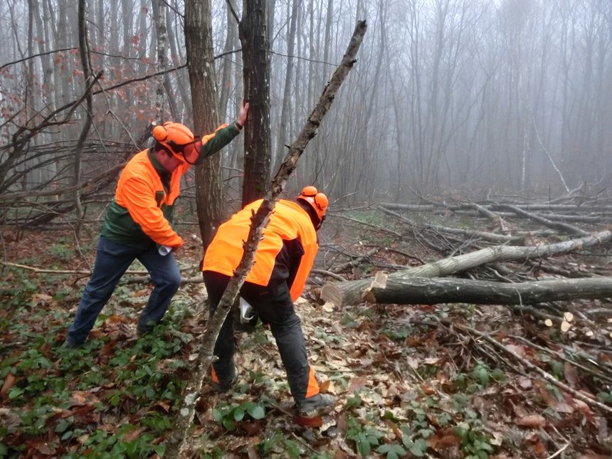 Abattage d'arbre sur le site du projet de village vacances Center Parcs à Roybon, en Isère