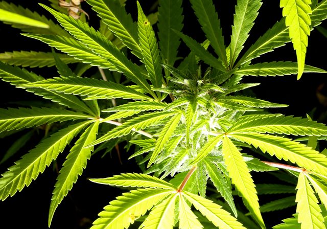 Un plan de Cannabis