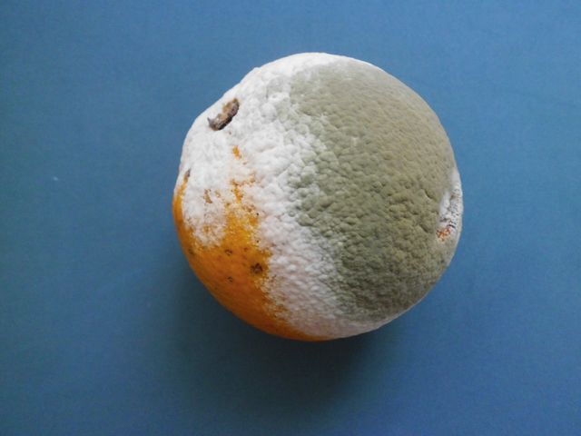 Citrus sinensis cubierta con moho 2013 000