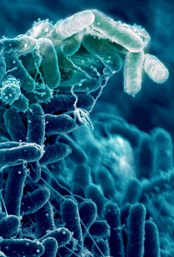 Biofilm
