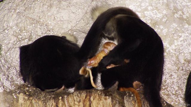Une sage-femme chez les singes