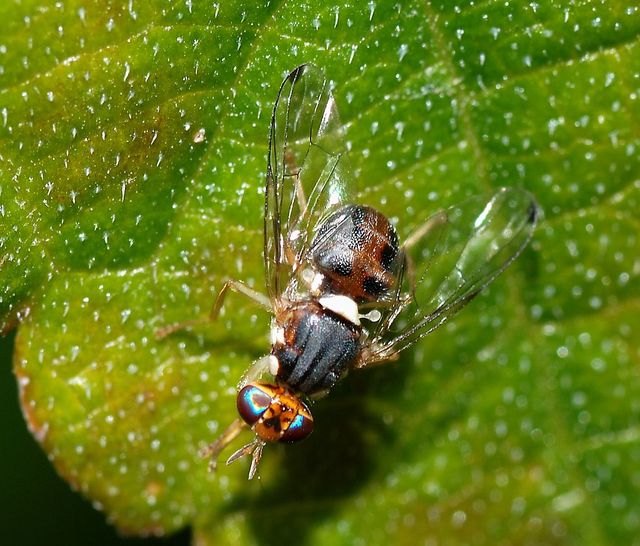 Bactrocera Oleae