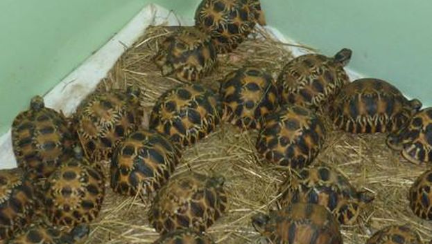 Video Les Douaniers Saisissent 170 Bebes Tortues A Roissy Cachees Sous Des Concombres De Mer
