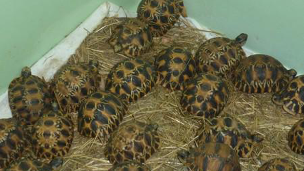 Les tortues étoilées de Madagascar ont été saisies à l'aéroport de Roissy