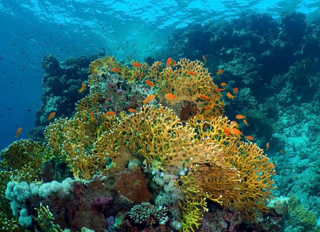 Récif coralien, Egypte.