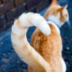Queue du chat