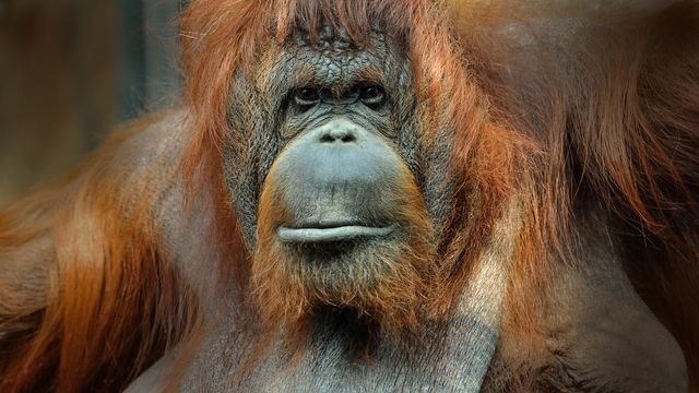 Orang-outan de Bornéo, femelle adulte