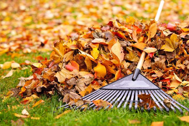 Jardin d'automne
