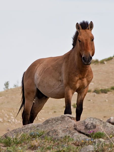 Un Przewalski à Hustai en Mongolie
