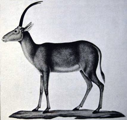 l’hyppotrague bleu