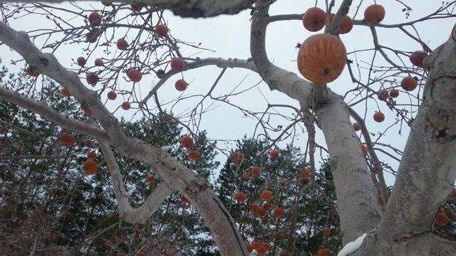 Conception du cidre de glace au Québec