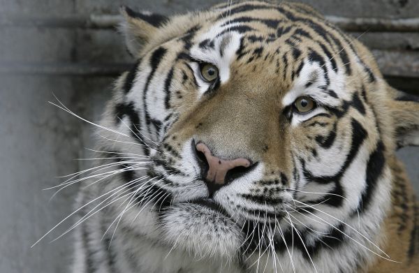 Le tigre, espèce menacée.