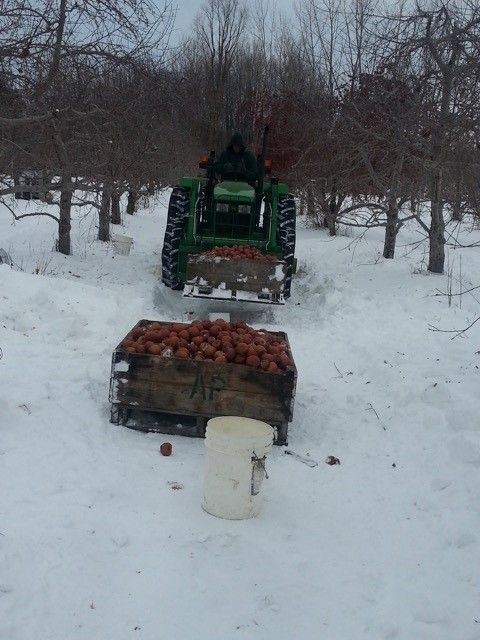 Conception du cidre de glace au Québec 2
