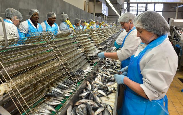 la chaine d'étêtage et d'éviscération de préparation de sardines à l’ancienne à la conserverie Chancerelle de Douarnenez