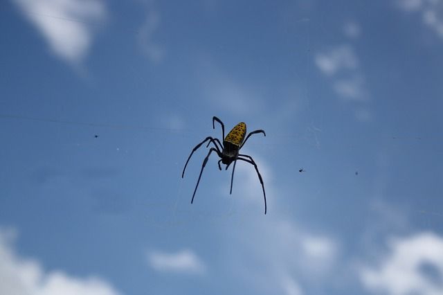 Araignée