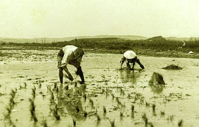 culture du riz