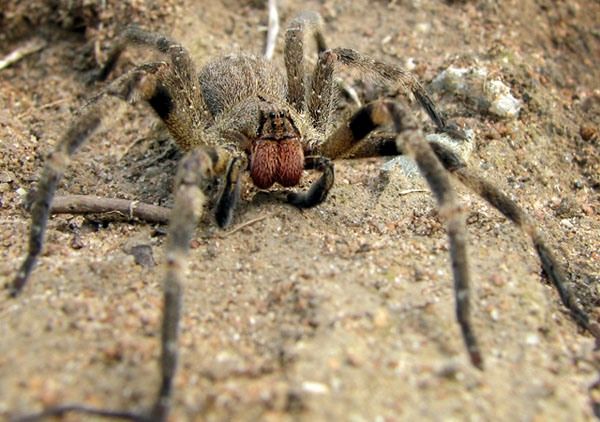 Un specimen d'araignée-banane.