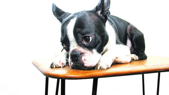chien.png