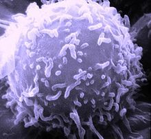 Immunologie
