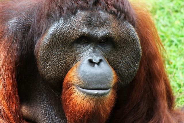 Orang-outan