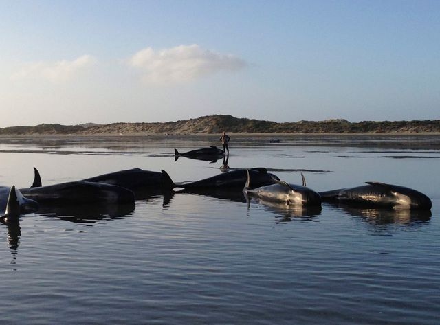 200 baleines-pilotes échouées