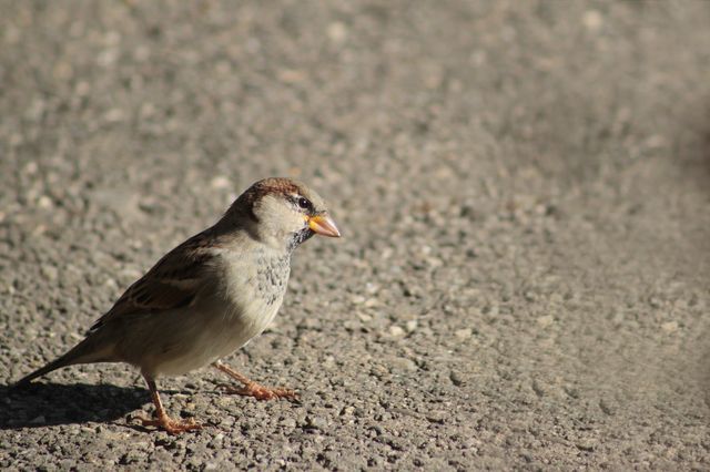 Moineau