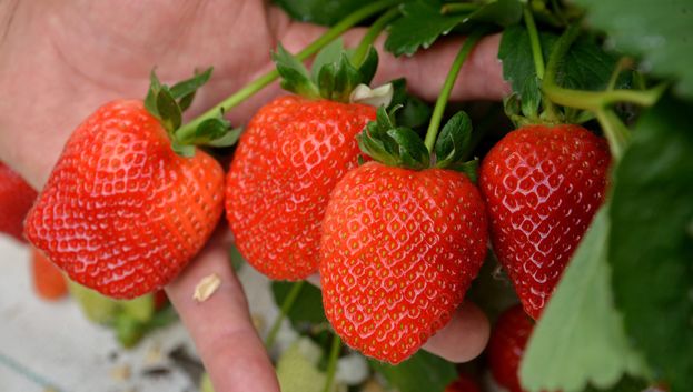 Les Premieres Fraises De Carpentras Sont A Maturite