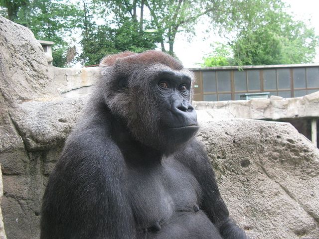 Gorille des plaines de l’Ouest (gorilla gorilla gorilla) femelle, curieuse, au zoo de Madrid.