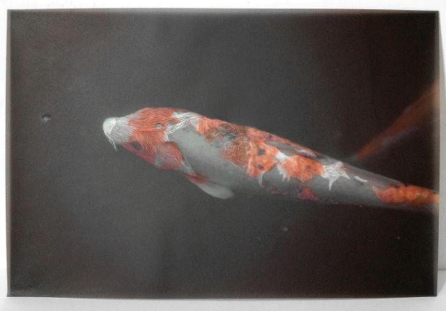 Et aux yeux des poissons, les larmes perlent