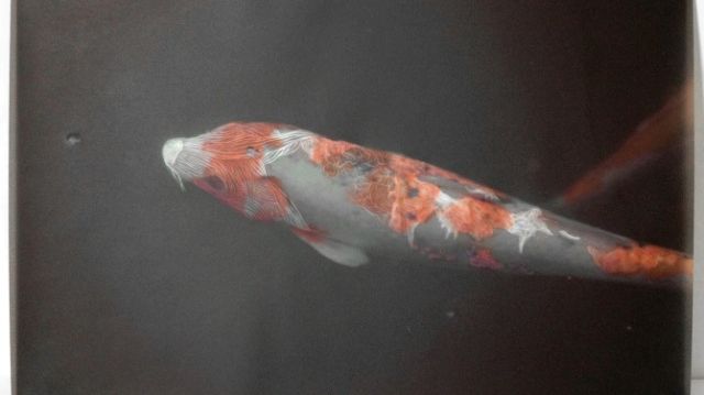 Et aux yeux des poissons, les larmes perlent