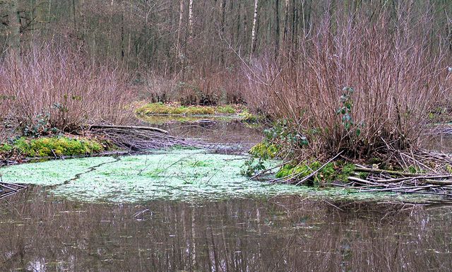 Hottonie des marais dans le Parc naturel régional Scarpe-Escaut