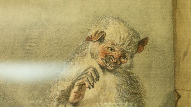 Singe conservé dans un bocal d'alcool