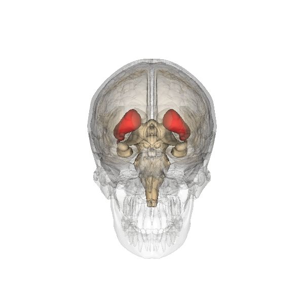 striatum