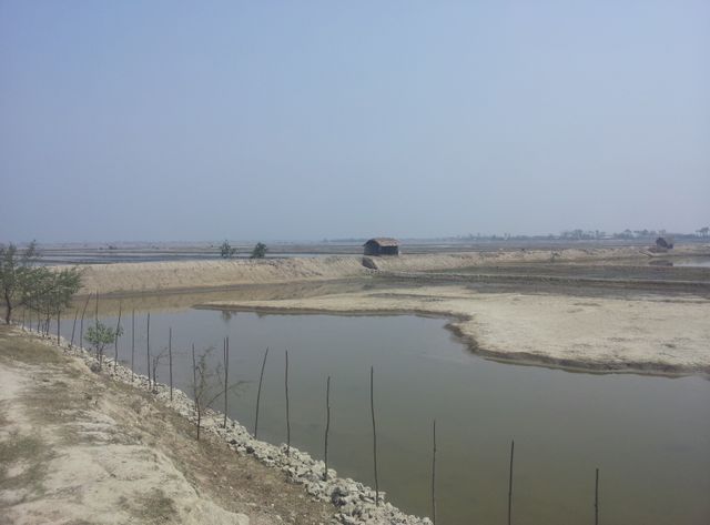Gabura, île du sud du Bangladesh, infiltrée par le sel. Plus rien ou presque n’y pousse, même les arbres y meurent