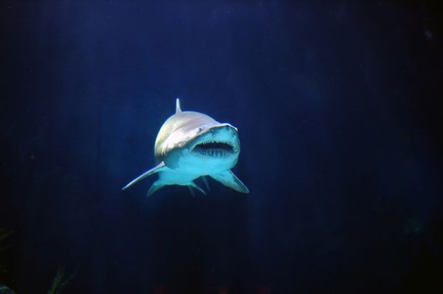 Shark