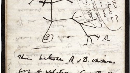 la première esquisse de la théorie de l'évolution par Charles Drawin en 1837