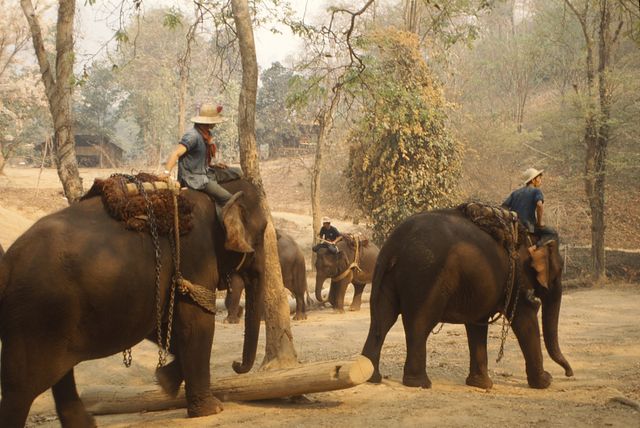 Camp d'entrainement d'éléphants en Thaïlande (1992)