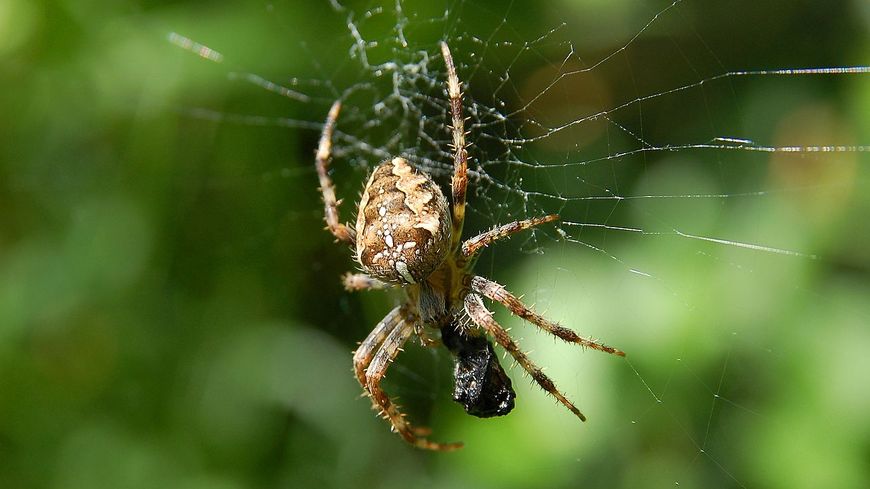 Araneus Diadematus