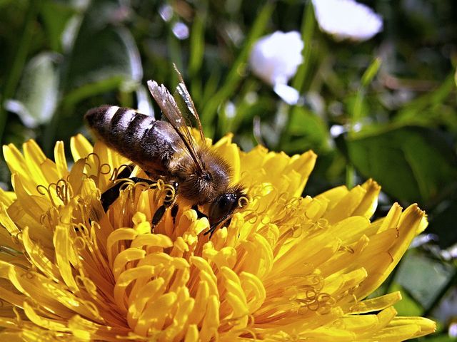 Abeille