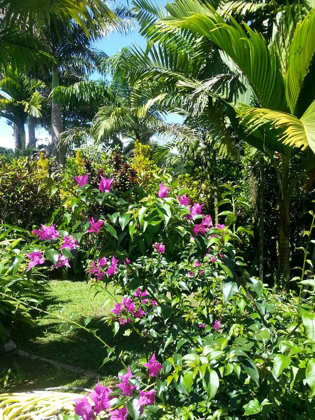 Arbres de Guadeloupe